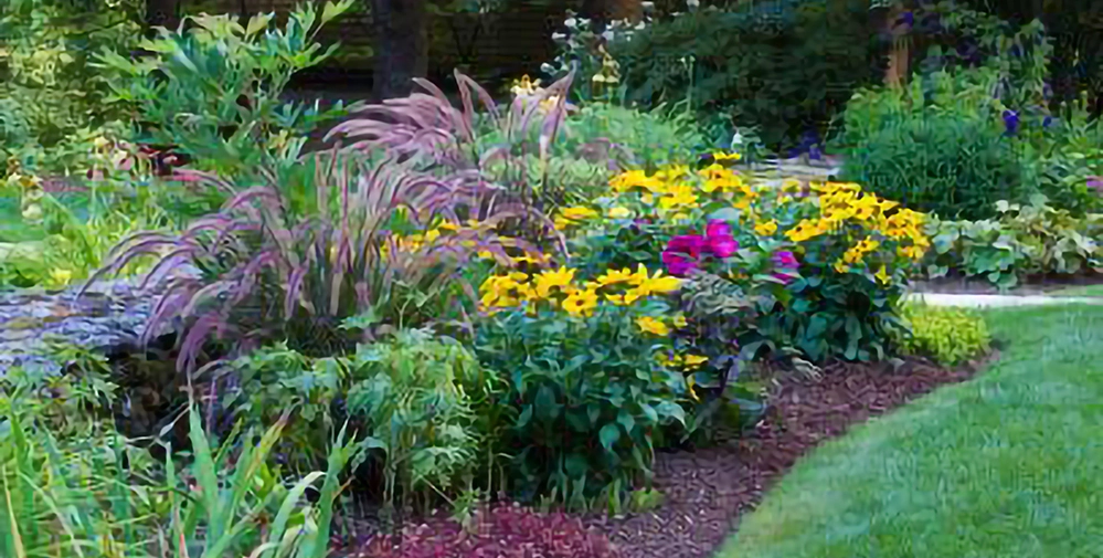Lush perennial flower bed with yellow black-eyed Susans, purple fountain grass, and magenta blooms edged with brown mulch along a green lawn