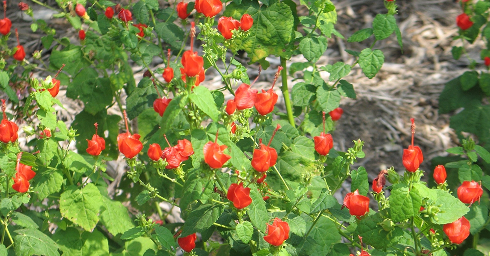 Bright red Turk’s cap perennial flowers with distinctive twisted petals and green heart-shaped leaves blooming in a summer garden