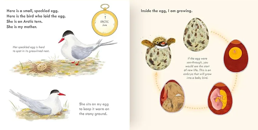 Small SpeckledEgg3 W jpg