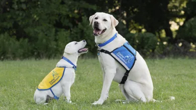Canine Companions 5 Craig 0524 780x470 1