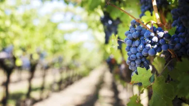 Non-Alcoholic Wines 7 Savelle 0524 780x470 1