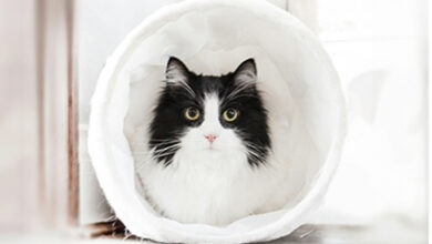 Recognizing Feline Behavior Cues 4 Sutherland 0524 780x470 1