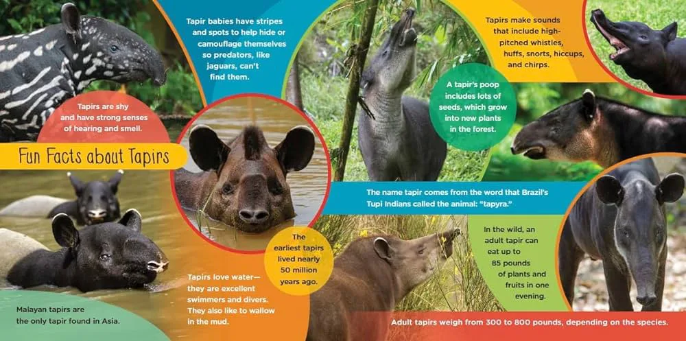 Book Review: Raising Don: The True Story of a Spunky Baby Tapir 4 Raising Don 3 jpg