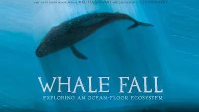 Book Review: Whale Fall: Exploring an Ocean-Floor Ecosystem 4 Whale Fall 0624 780x470 1