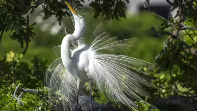 Marilyn Bishkin 4 A male Great Egret showing off its breeding plumage to attract a mate at the UTSW rookery.