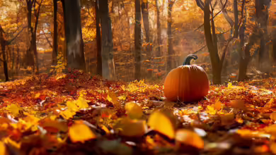 Embrace the Autumn Aesthetic for a Happier Mindset 1 Kompanik 0924 780x470 1