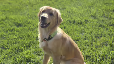 Empowering Canine Companions 3 Sturgeon 0924 780x470 1
