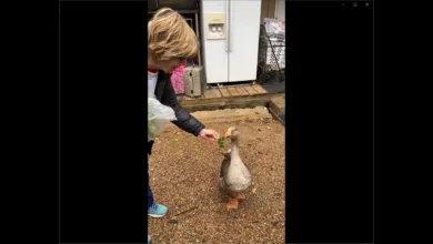 Remembering Honk The Goose 27 Honk The Goose