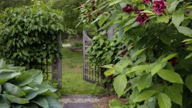 An open garden gate surrounded by lush greenery and flowering vines