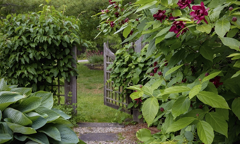 An open garden gate surrounded by lush greenery and flowering vines
