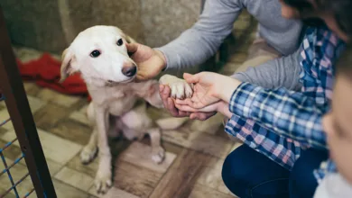 Adopting a Pet is a Paw-some Experience 13 Arnold 0325 780x470 1