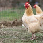 Backyard Chickens are Booming