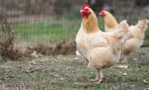 Backyard Chickens are Booming