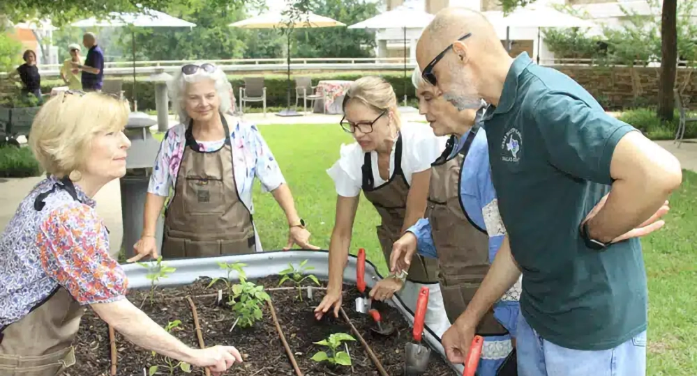 Group of older adults working together in a raised bed community garden — the social and therapeutic health benefits of gardening in action