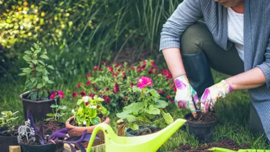 Is Gardening Good for Your Health? The Answer May Surprise You 18 Woman in gardening gloves planting flowers in a garden surrounded by colorful blooms — health benefits of gardening for body and mind