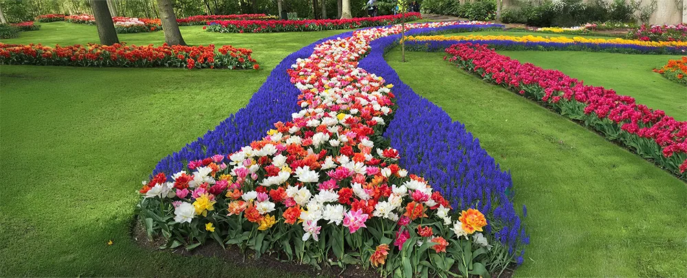 Colorful tulip and hyacinth flower beds winding through manicured lawns at Keukenhof Gardens in the Netherlands
