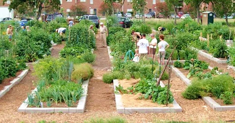 Residents tending raised bed plots at Westbury Community Garden — community gardening builds connection and supports mental health