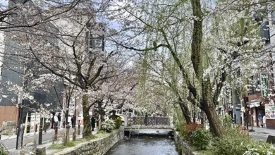 Travel Well, Travel Smart: A 50+ Globetrotter’s Journey Through Japan 4 Cherry blossom trees arch over a quiet canal in Kyoto, forming a pink canopy during spring in Japan.