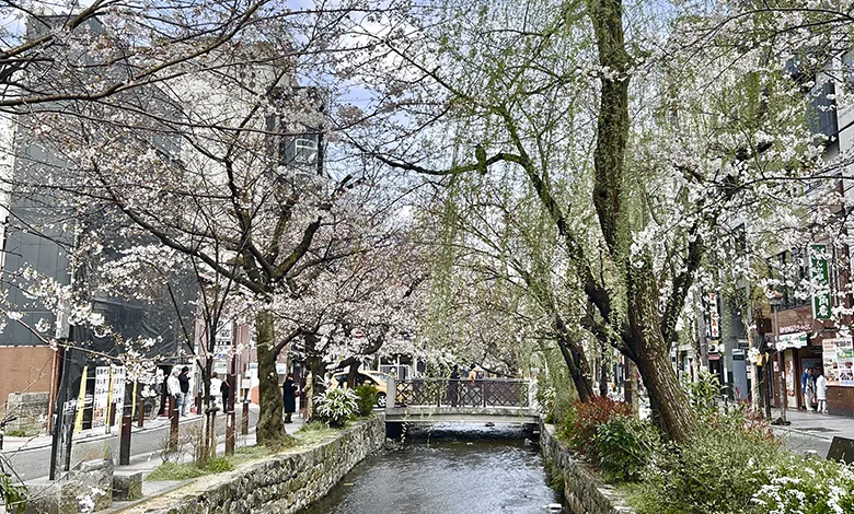 Travel Well, Travel Smart: A 50+ Globetrotter’s Journey Through Japan 1 Cherry blossom trees arch over a quiet canal in Kyoto, forming a pink canopy during spring in Japan.