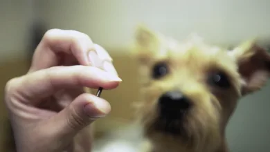 How Pet Microchips Work to Keep Your Pet Safe 11 Person holding pet microchip with dog in background showing microchip size