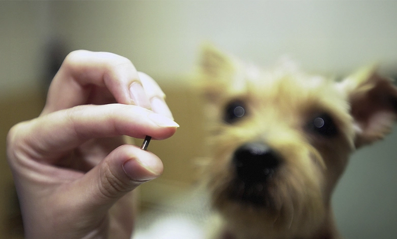 How Pet Microchips Work to Keep Your Pet Safe 1 Person holding pet microchip with dog in background showing microchip size