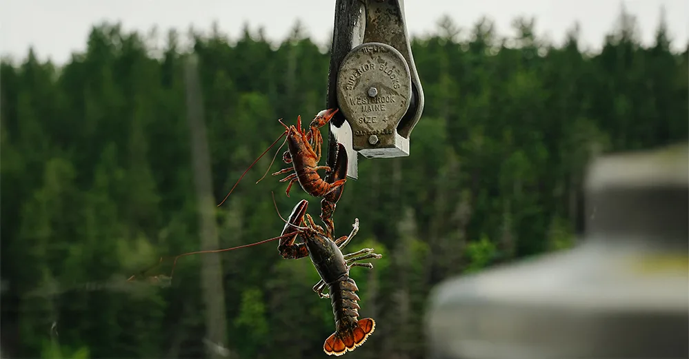 Why Lobster Became a Luxury 2 Freshly caught lobsters being hauled up from the water in Westbrook, a coastal town known for its fishing heritage.