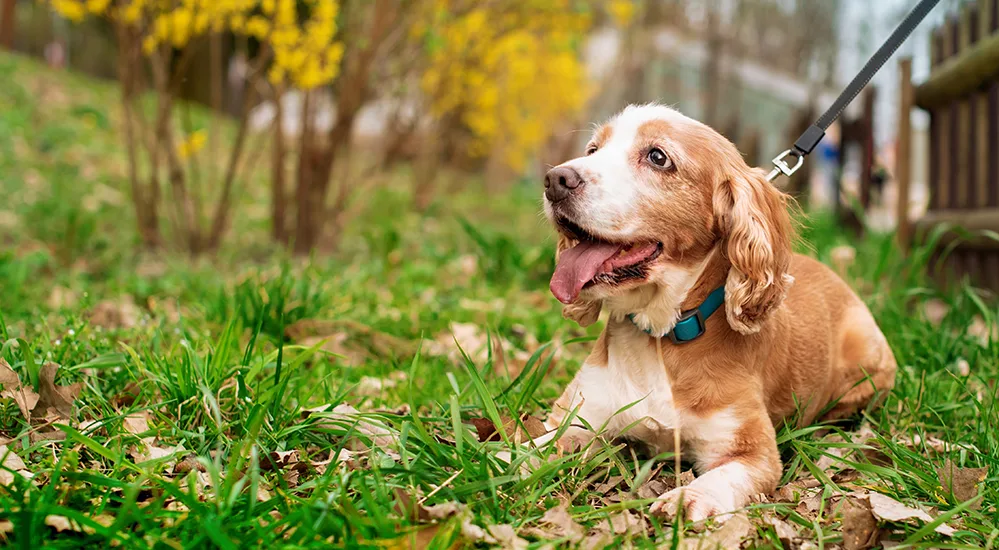 How Hot Is Too Hot to Walk Your Dogs? 4 A panting dog rests in the shade on a grassy lawn, leashed and recovering after a short summer walk.