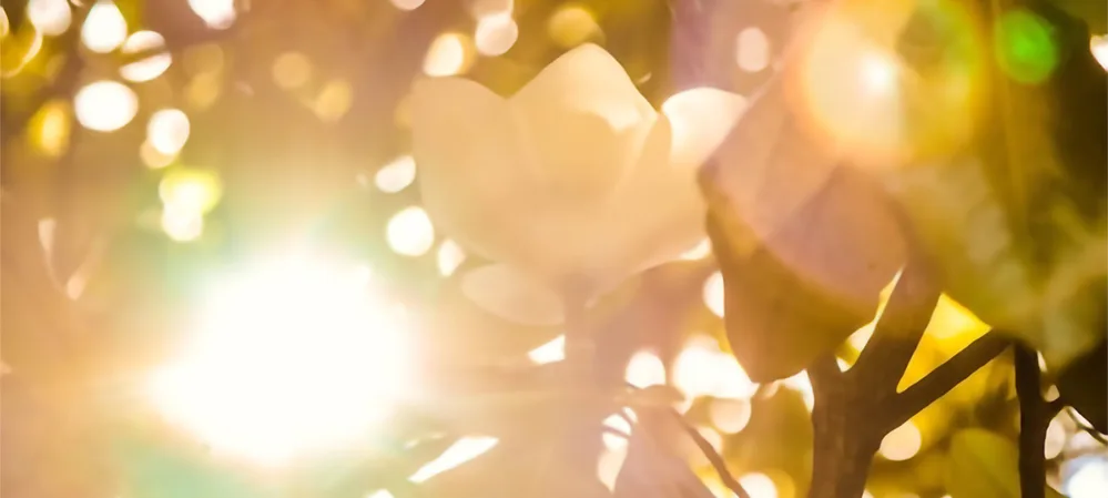 Sunshine through leaves E W