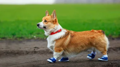 How Hot Is Too Hot to Walk Your Dogs? 6 Corgi wearing blue protective paw booties walking along a dirt trail