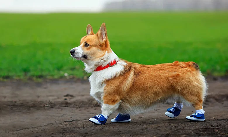How Hot Is Too Hot to Walk Your Dogs? 1 Corgi wearing blue protective paw booties walking along a dirt trail