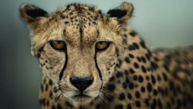 The Eye of the Wild: Mital Patel's passion project with purpose 20 Dallas photographer Mital Patel uses wildlife photography to support Kenya’s Ol Pejeta Conservancy—blending conservation, community, and global impact.
