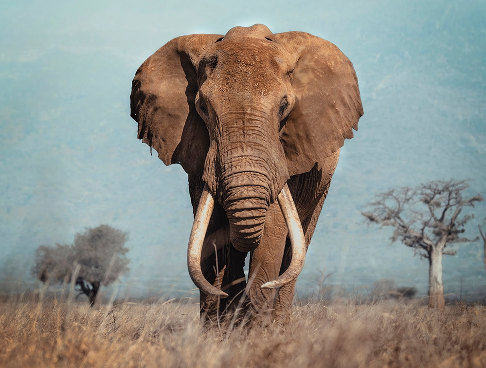 The Eye of the Wild 6 Elephant with long tusks standing in dry grassland, facing the camera
