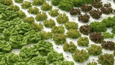 How Your Visit to the State Fair of Texas Benefits Communities 3 Hydroponic lettuce and leafy greens growing at Big Tex Urban Farms greenhouse
