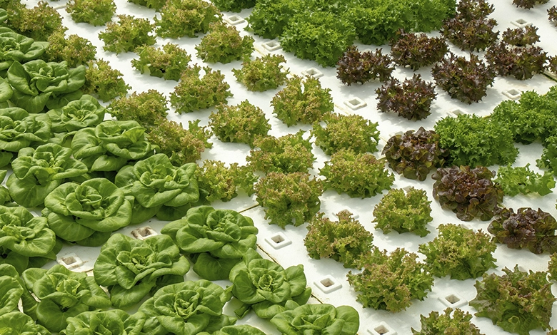 How Your Visit to the State Fair of Texas Benefits Communities 1 Hydroponic lettuce and leafy greens growing at Big Tex Urban Farms greenhouse
