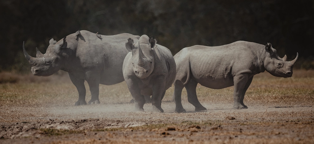The Eye of the Wild 5 Three rhinos standing in a dusty field during a routine monitoring patrol in Kenya.