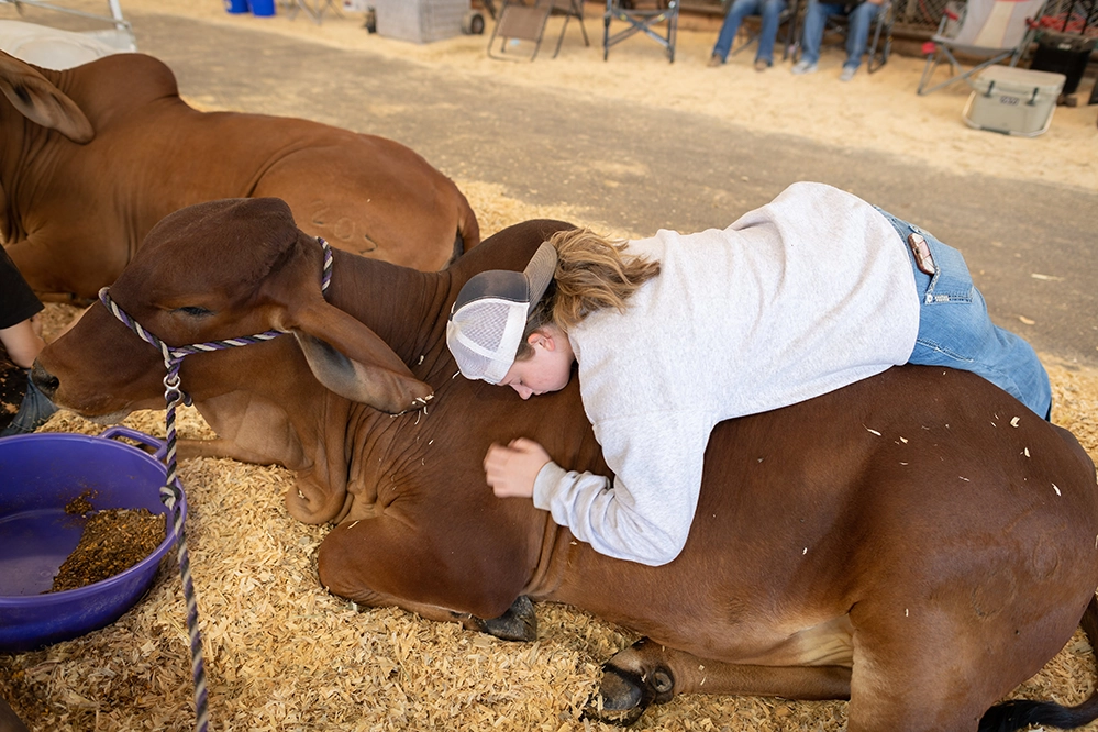 State Fair of Texas 2025 7 Young girl in a white hoodie lying on a brown cow resting on straw in the State Fair livestock area