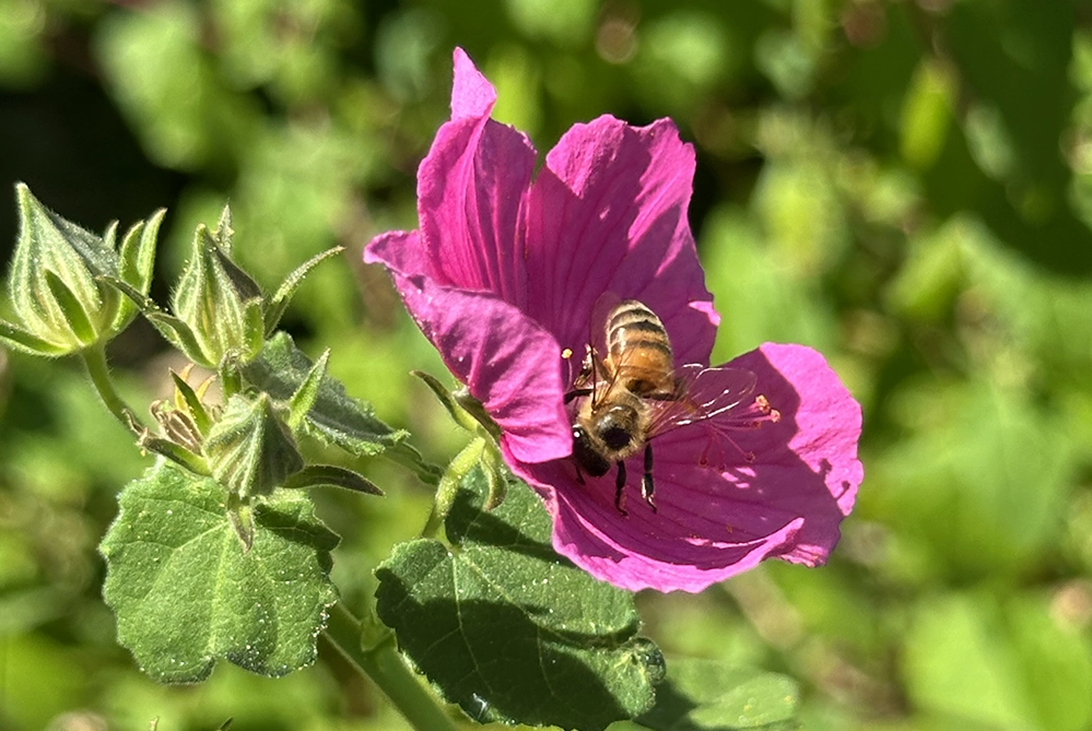Fall in Love with Native Plants 5 Close-up of a honeybee on a bright pink rock rose flower with green foliage and blurred garden background