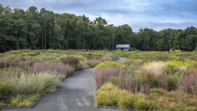 Fall in Love with Native Plants: Benefits for your garden 1 Winding path through a diverse native plant meadow garden with grasses and wildflowers in a natural landscape design