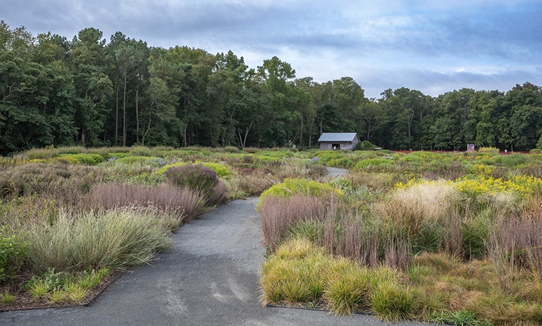 Fall in Love with Native Plants 1 Winding path through a diverse native plant meadow garden with grasses and wildflowers in a natural landscape design