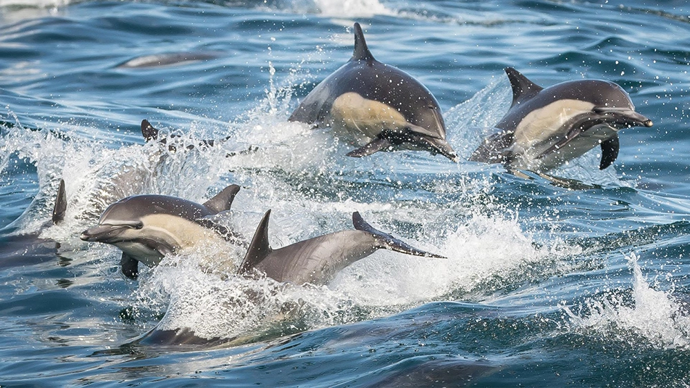 Why Los Angeles Whale Watching Is the Perfect Winter Ocean Escape 4 Large pod of common dolphins leaping and splashing together during peaceful Los Angeles winter whale watching experience in the Pacific Ocean