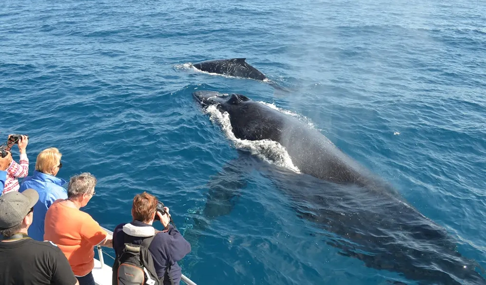 Why Los Angeles Whale Watching Is the Perfect Winter Ocean Escape 5 Passengers in winter layers watching humpback whale mother and calf swimming incredibly close during Los Angeles whale watching tour—the quintessential winter experience