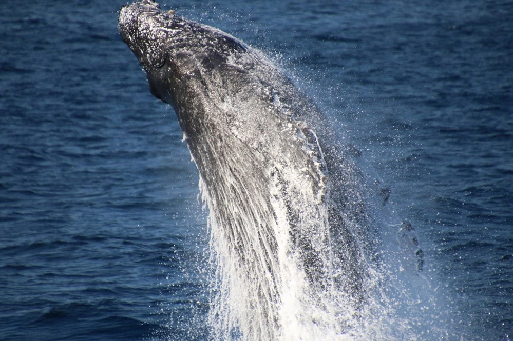 Why Los Angeles Whale Watching Is the Perfect Winter Ocean Escape 3 Massive humpback whale breaching during Los Angeles whale watching tour creating dramatic splash in the Pacific Ocean