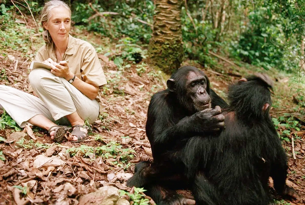 Jane Goodall, Pioneering Chimpanzee Researcher, Dies at 91 3 Jane Goodall conducting field research sitting on ground with wild chimpanzees taking notes in Gombe National Park