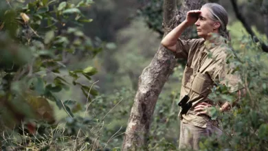 Jane Goodall, Pioneering Chimpanzee Researcher, Dies at 91 1 Jane Goodall observing wild chimpanzees in Gombe Stream National Park Tanzania Forest Habitat