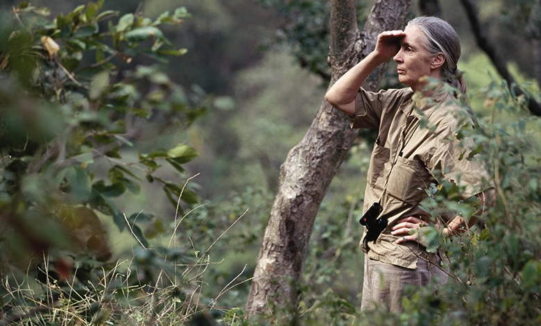 Jane Goodall, Pioneering Chimpanzee Researcher, Dies at 91 1 Jane Goodall observing wild chimpanzees in Gombe Stream National Park Tanzania Forest Habitat