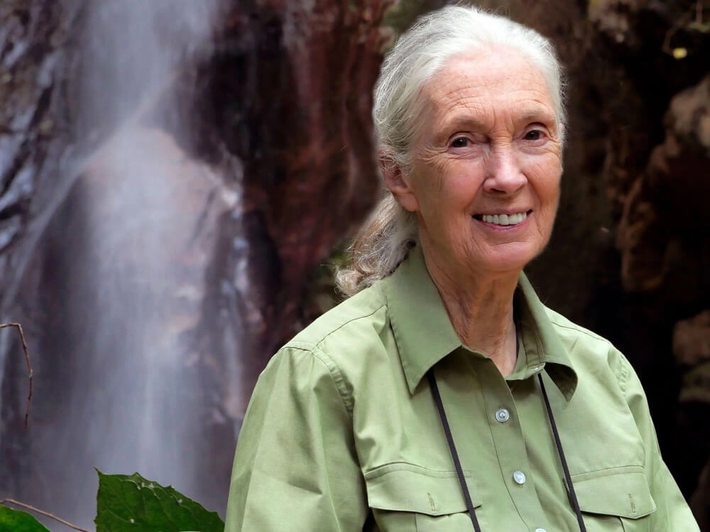 Jane Goodall, Pioneering Chimpanzee Researcher, Dies at 91 5 Jane Goodall smiling in green field shirt, portrait of legendary primatologist and conservationist