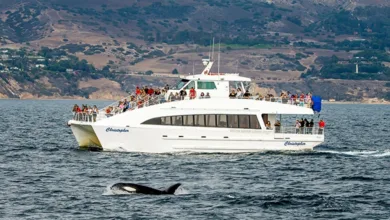 Why Los Angeles Whale Watching Is the Perfect Winter Ocean Escape 1 Passengers aboard Christopher catamaran whale watching boat during Los Angeles winter tour with orca whale surfacing in foreground near California coastal hills.