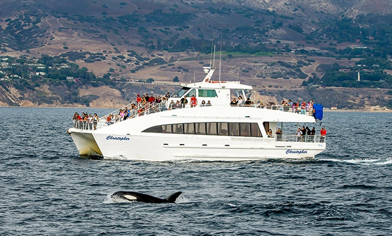 Why Los Angeles Whale Watching Is the Perfect Winter Ocean Escape 1 Passengers aboard Christopher catamaran whale watching boat during Los Angeles winter tour with orca whale surfacing in foreground near California coastal hills.