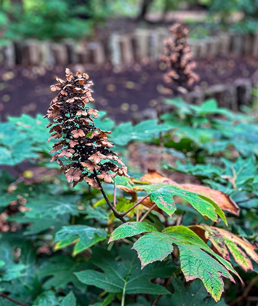 Fall in Love with Native Plants 2 Native plant seed head with bronze-colored pods showing winter architectural beauty in the garden.