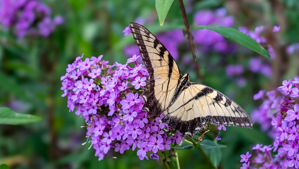 Fall in Love with Native Plants 4 Swallowtail butterfly feeding on purple native wildflowers, demonstrating the pollinator benefits of native plants
